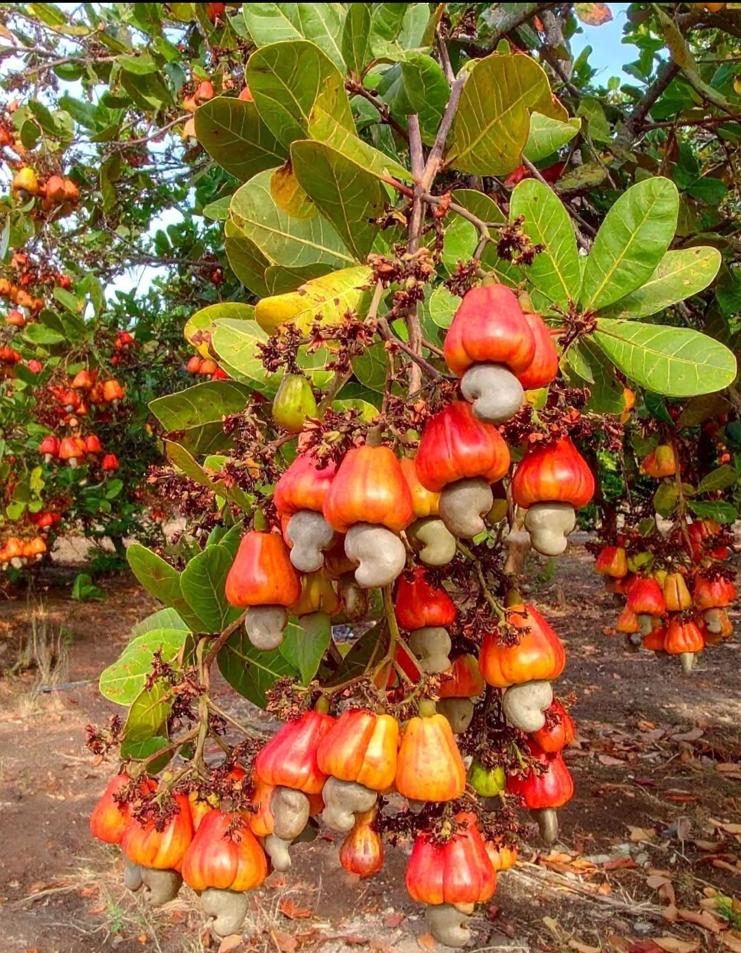 Raw cashew nuts in shell