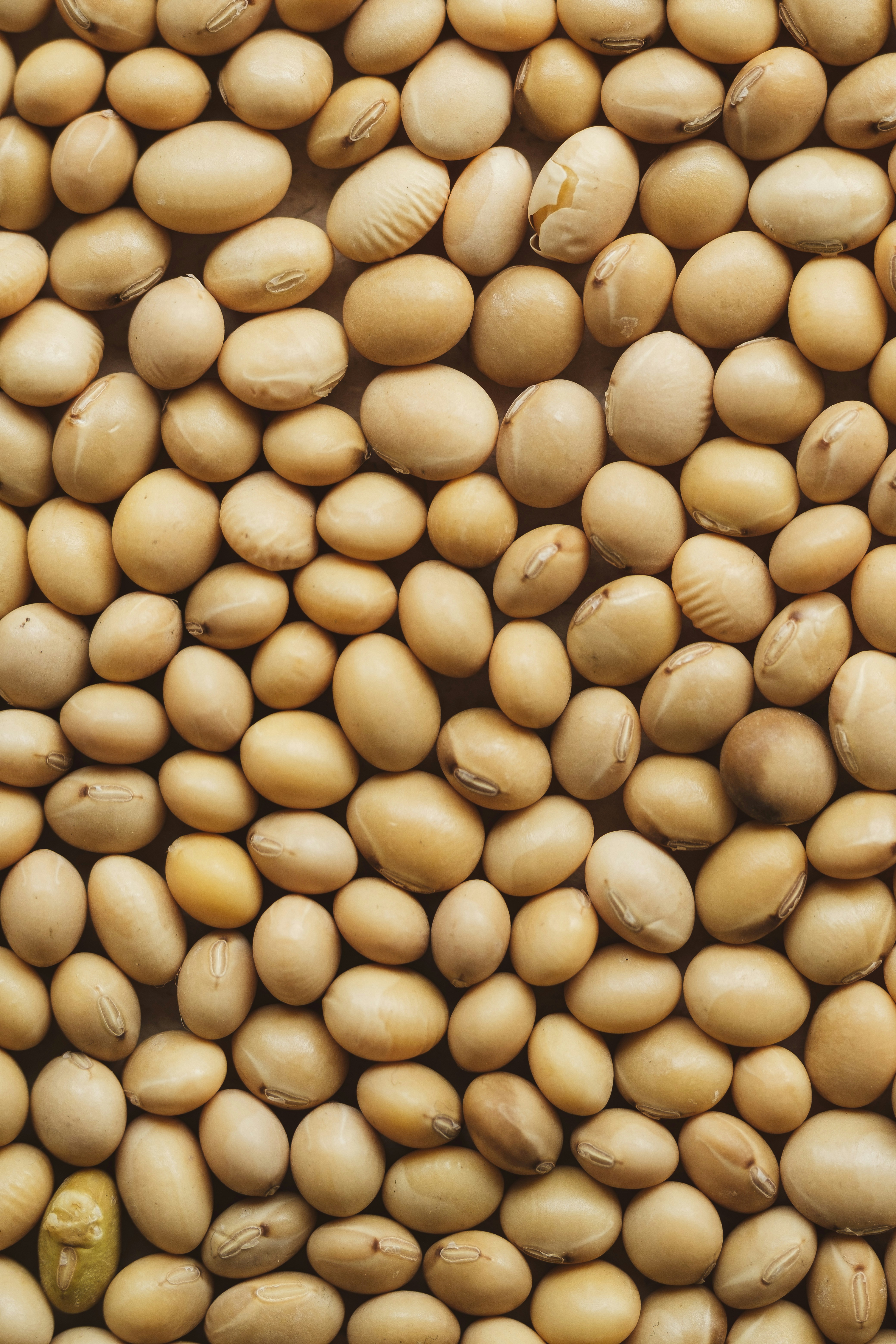 Soybeans bulk grains