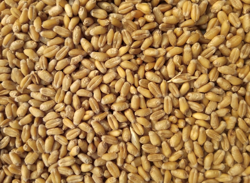 Wheat grain harvest